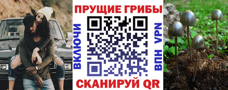 ссылка на мегу как войти  Оренбург  Галлюциногенные грибы MAGIC MUSHROOMS 
